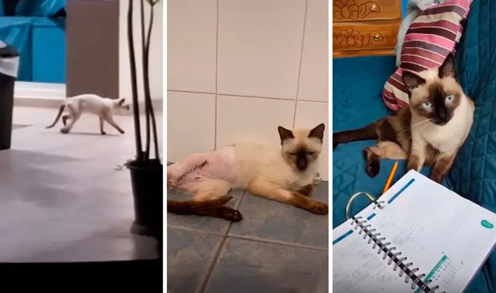 Desliza las imágenes para conocer la historia de Bambi, una gata que sufrió la amputación de su pata trasera. Foto: Captura de Facebook