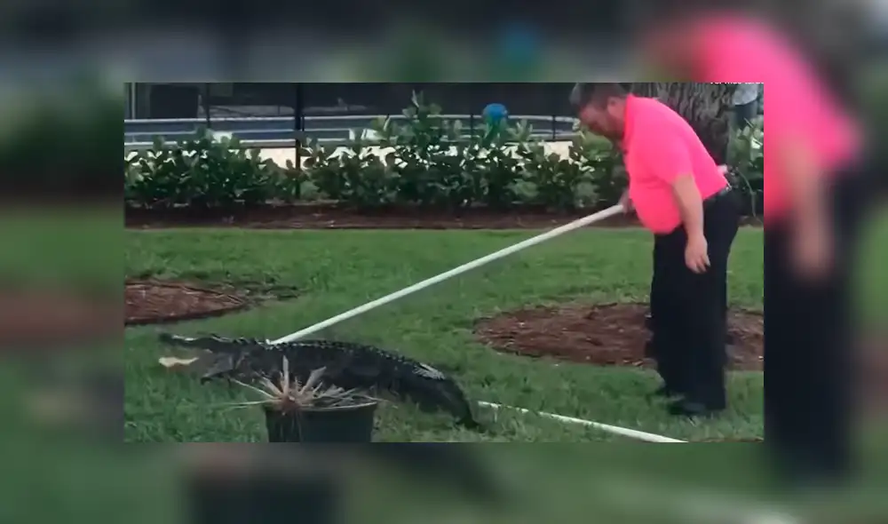 Youtube viral: Familia elimina extraña criatura que apareció en su piscina [VIDEO]