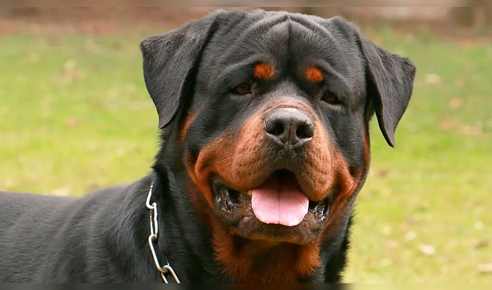 Madre abandonó a bebé recién nacido y rottweiler lo cuidó