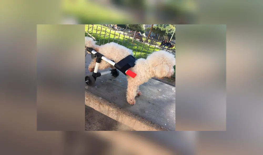 Un joven argentino de 19 años fabrica sillas de ruedas para perros y las obsequia a través de las redes sociales.