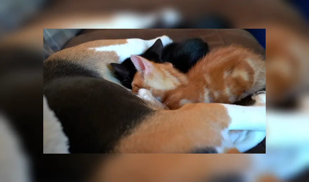 La dueña del can mostró detalles de la emotiva relación entre su perra Beagle y los dos pequeños felinos