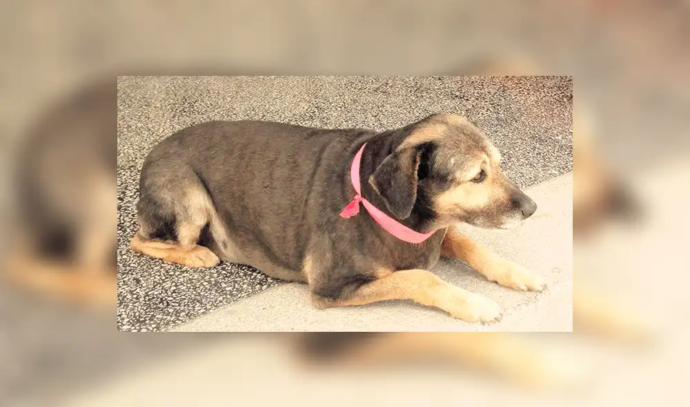 Google Maps: captan a la querida mascota 'Perrovaca' en su lugar favorito de la UNMSM [FOTOS]