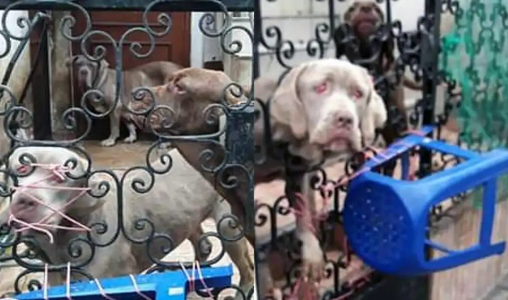 Se espera el rescate de los otros dos canes.