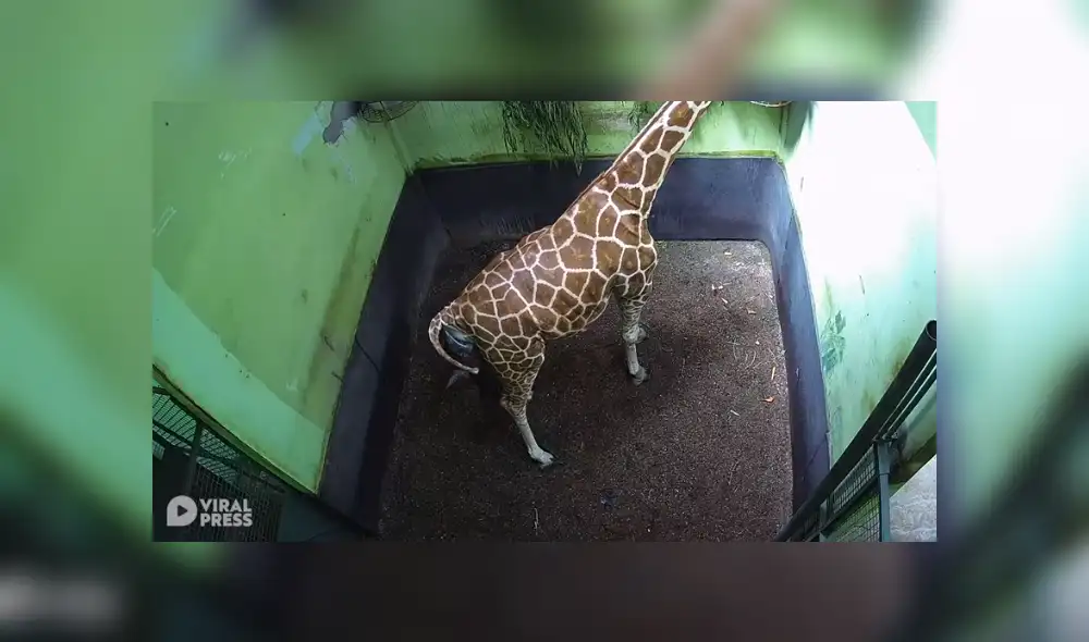 Desliza para ver los detalles de este video viral publicado en YouTube. Foto: Captura. Desliza para ver los detalles de este video viral publicado en YouTube. Foto: Captura.