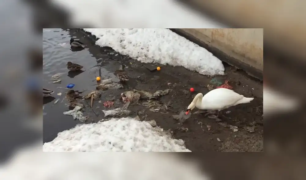 La triste escena captada desde un lago de Rusia ha dado la vuelta al mundo y ha causado gran indignación por parte de los usuarios de Facebook y YouTube La triste escena captada desde un lago de Rusia ha dado la vuelta al mundo y ha causado gran indignación por parte de los usuarios de Facebook y YouTube