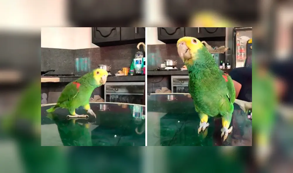 Desliza las imágenes para conocer la increíble habilidad de un loro para hablar y cantar junto a su dueña. Foto: Captura.