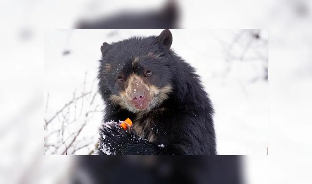 20 Animales en peligro de extinción y extintos en Perú 2019 [FOTOS]