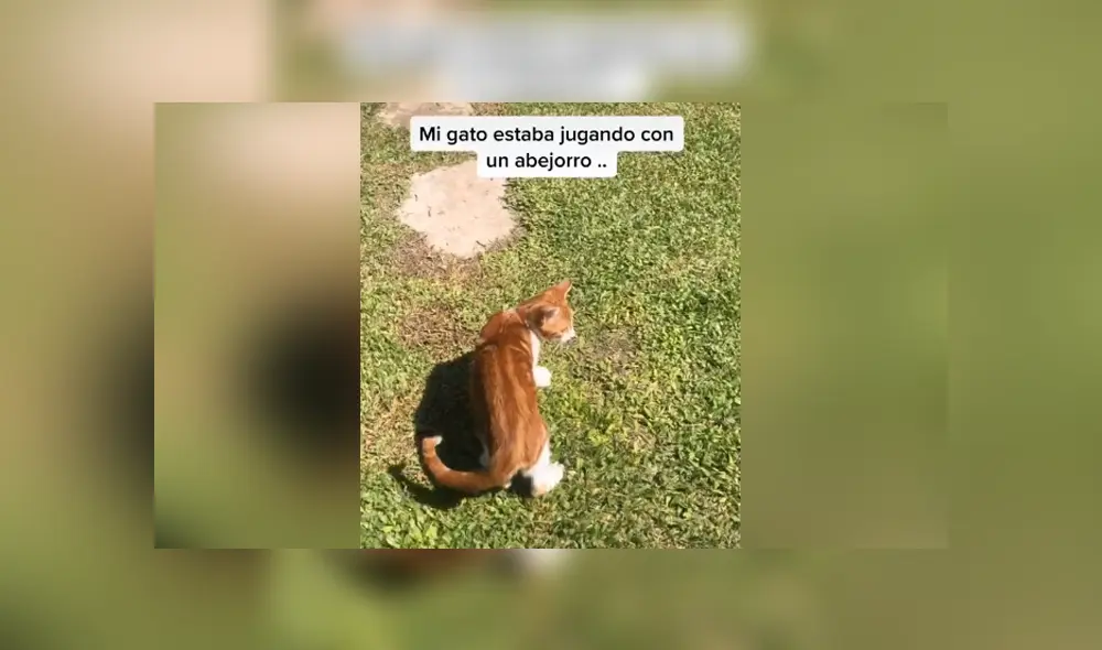 Un travieso felino persiguió a una abeja y se llevó una dolorosa lección. Foto: TikTok Un travieso felino persiguió a una abeja y se llevó una dolorosa lección. Foto: TikTok