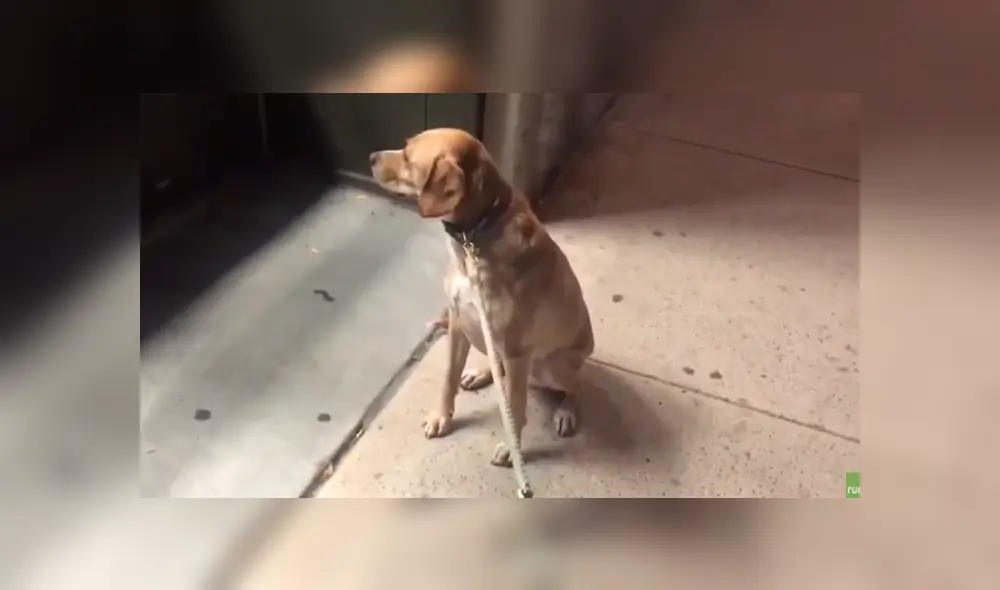 Desliza hacia la izquierda para ver la tierna escena del video viral de YouTube. Desliza hacia la izquierda para ver la tierna escena del video viral de YouTube.