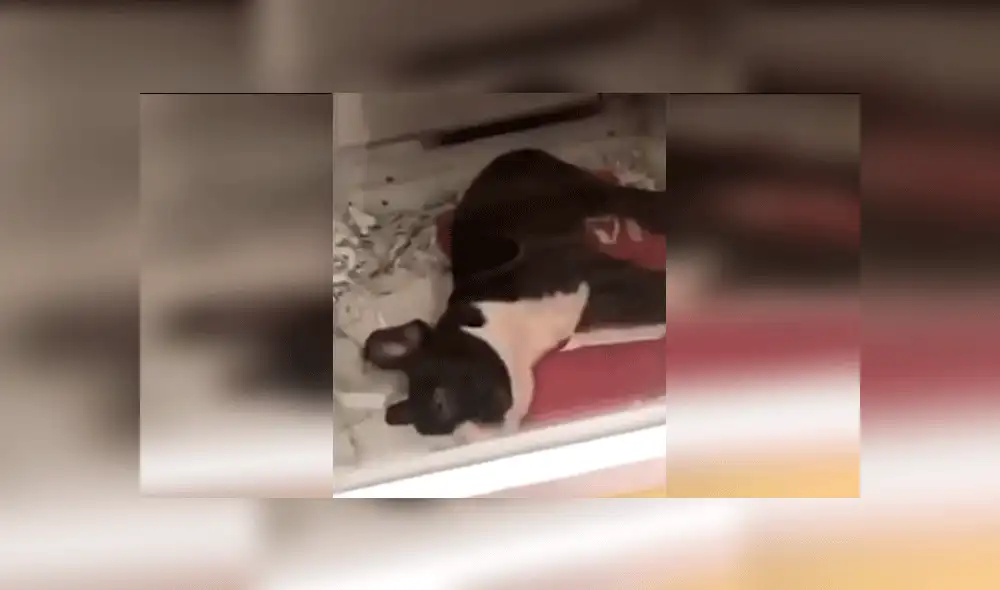 “Este cachorro está drogado”: denuncian a tienda de mascotas por dar sedantes a los perros [VIDEO]