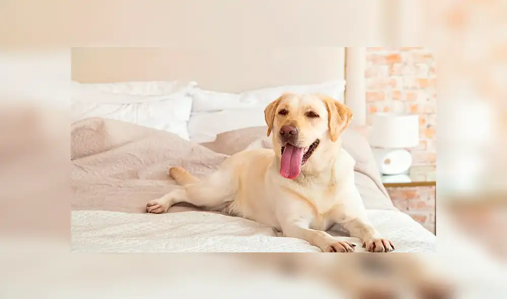 Maltrato Animal Maltrato Animal