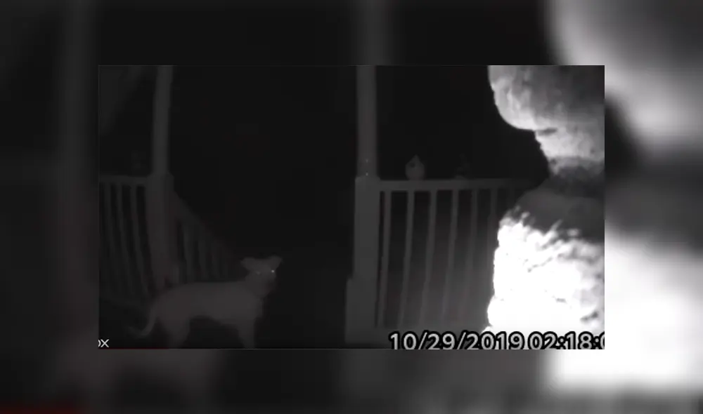 Video es viral en Facebook. El can se había quedado afuera durante horas y no podía ingresar porque sus dueños habían cerrado las puertas sin notar su ausencia Video es viral en Facebook. El can se había quedado afuera durante horas y no podía ingresar porque sus dueños habían cerrado las puertas sin notar su ausencia