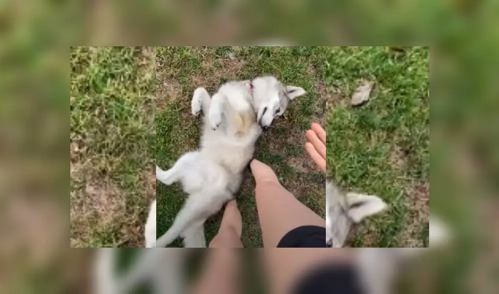 Desliza hacia la izquierda para ver más del video viral. Fotocaptura: YouTube