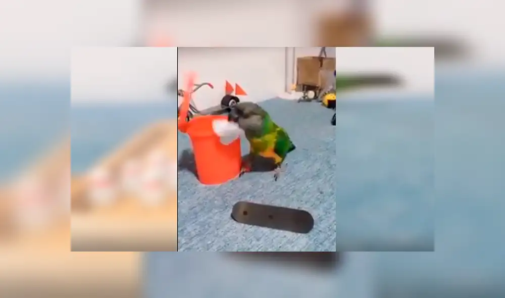 Video es viral en Facebook. Astuto loro ha sorprendido a más de uno al realizar diversas actividades de un humano con gran destreza. Entre ellas, izar una bandera y botar la basura Video es viral en Facebook. Astuto loro ha sorprendido a más de uno al realizar diversas actividades de un humano con gran destreza. Entre ellas, izar una bandera y botar la basura