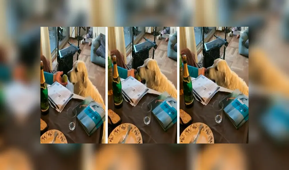 En Facebook, un perro se hizo de rogar por sus cuidadores y los sorprendió con sus movimientos. En Facebook, un perro se hizo de rogar por sus cuidadores y los sorprendió con sus movimientos.