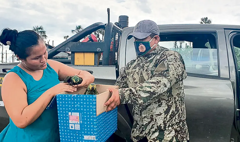 Tráfico de animales Tráfico de animales