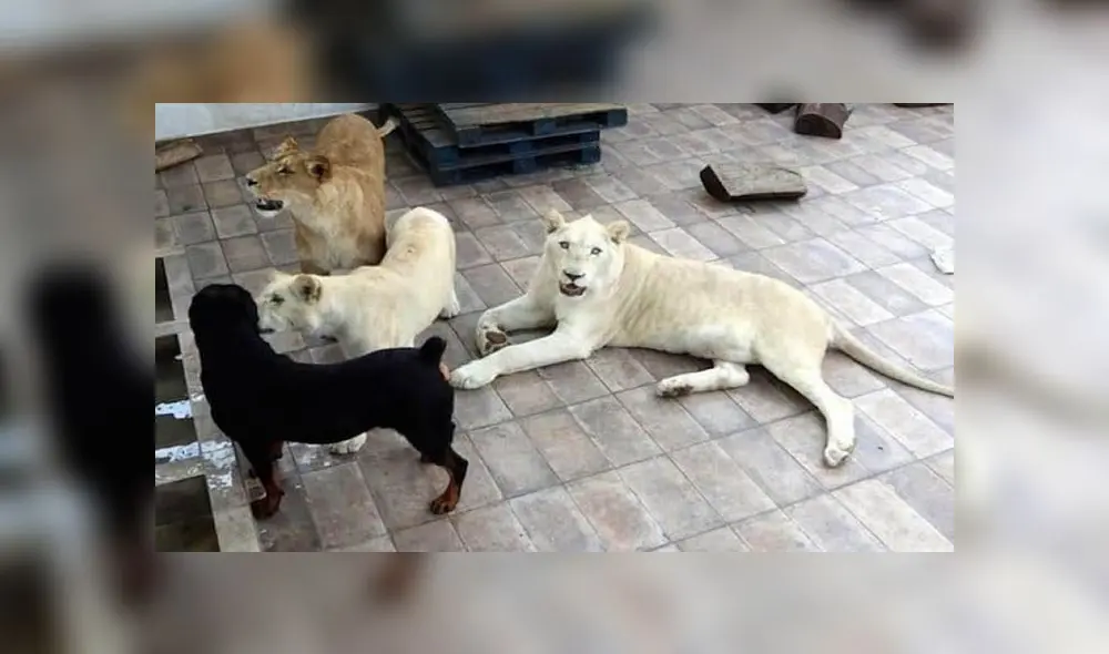 YouTube: conmoción en México porque empresario cría tres leones africanos en el techo de su casa [VIDEO]