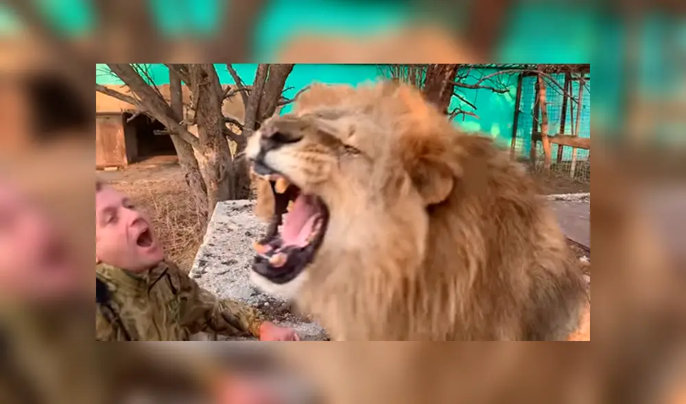 Desliza hacia la izquierda para ver el comportamiento del feroz león que se hizo viral en Facebook.