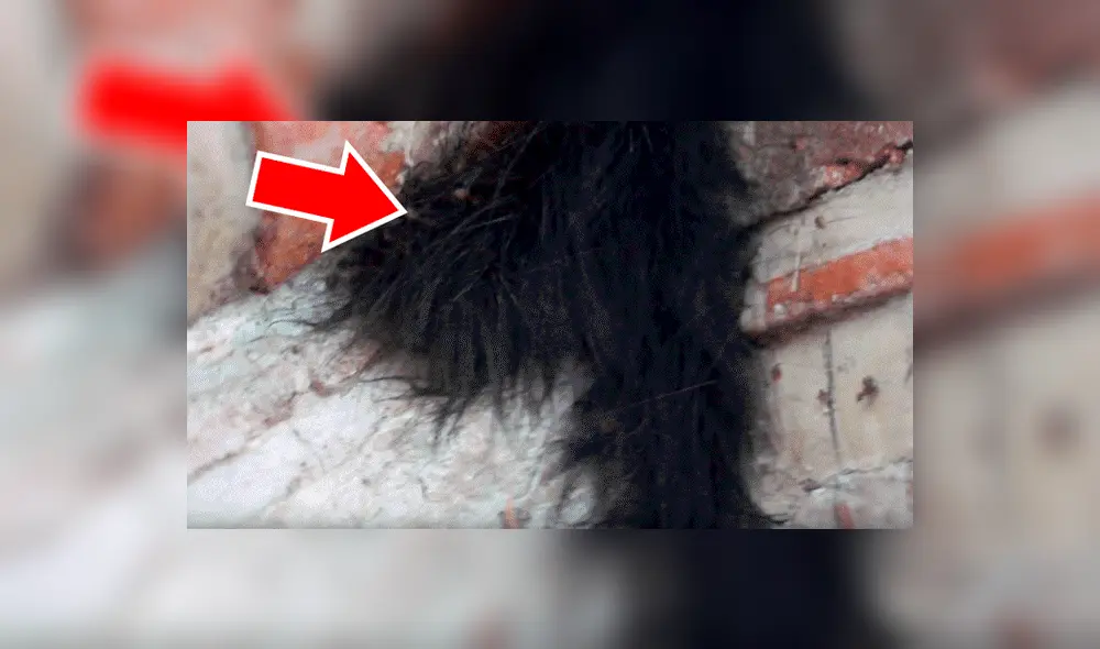 YouTube viral: Encuentra extraña bola de pelos, pero queda perplejo al ver cientos de peligrosas criaturas [VIDEO] 