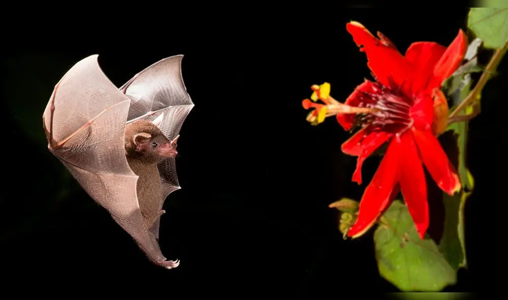 Murciélago Murciélago