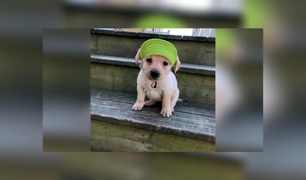Desliza las imágenes hacia la izquierda para apreciar la travesura de un cachorro al estropear los planes de su dueño. Foto: Captura. Desliza las imágenes hacia la izquierda para apreciar la travesura de un cachorro al estropear los planes de su dueño. Foto: Captura.