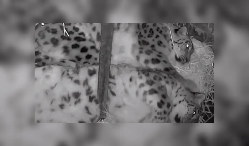 El cuidador de la pareja de leopardos de las nieves quedó sorprendido al ver la reacción de uno de los felinos al querer estirarse. Foto: captura