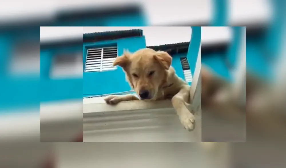 Desliza las imágenes hacia la izquierda para observar la travesura que cometió un perro ante un descuido de su dueño. Desliza las imágenes hacia la izquierda para observar la travesura que cometió un perro ante un descuido de su dueño.