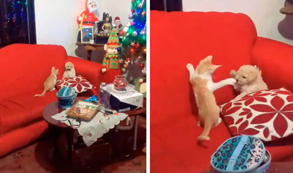 Desliza las imágenes para ver la curiosa escena que protagonizaron un gato y un perro bebé al quedarse solos por unos minutos. Foto: captura de TikTok Desliza las imágenes para ver la curiosa escena que protagonizaron un gato y un perro bebé al quedarse solos por unos minutos. Foto: captura de TikTok