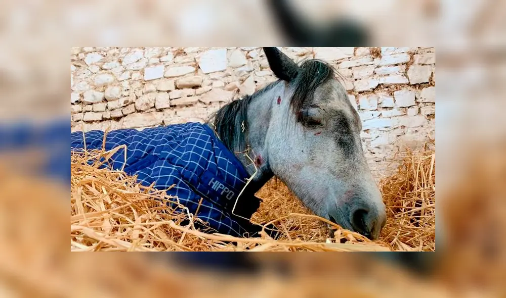 La poni llamada ‘Jenna’ murió después de ser rescatada. Foto: My Lovely Horse Rescue La poni llamada ‘Jenna’ murió después de ser rescatada. Foto: My Lovely Horse Rescue