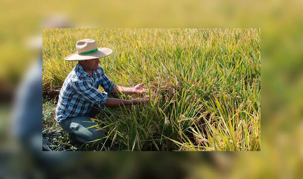 Minagri anuncia censo para conocer el stock nacional de arroz