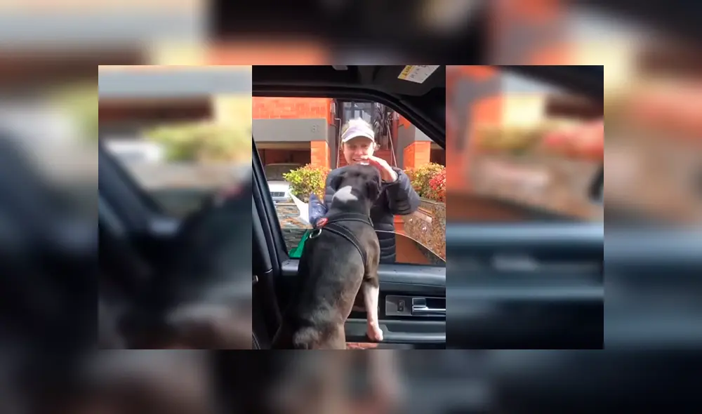 En Facebook, un perro llamó la atención de sus cuidadores por sus singulares movimientos al demostrar su emoción. En Facebook, un perro llamó la atención de sus cuidadores por sus singulares movimientos al demostrar su emoción.