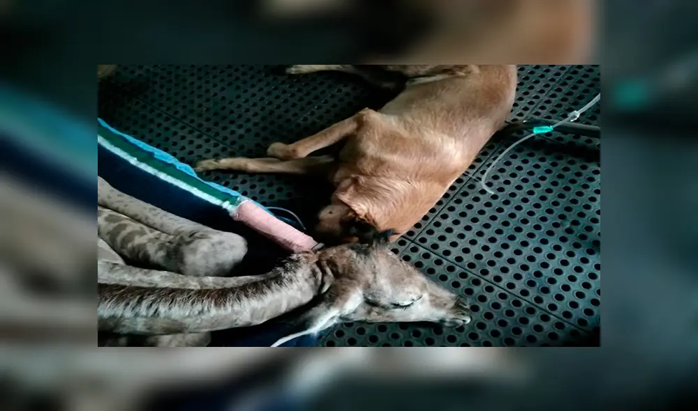 En Facebook, un perro estuvo pendiente de los cuidados de una bebé jirafa que fue abandonada por su madre. En Facebook, un perro estuvo pendiente de los cuidados de una bebé jirafa que fue abandonada por su madre.