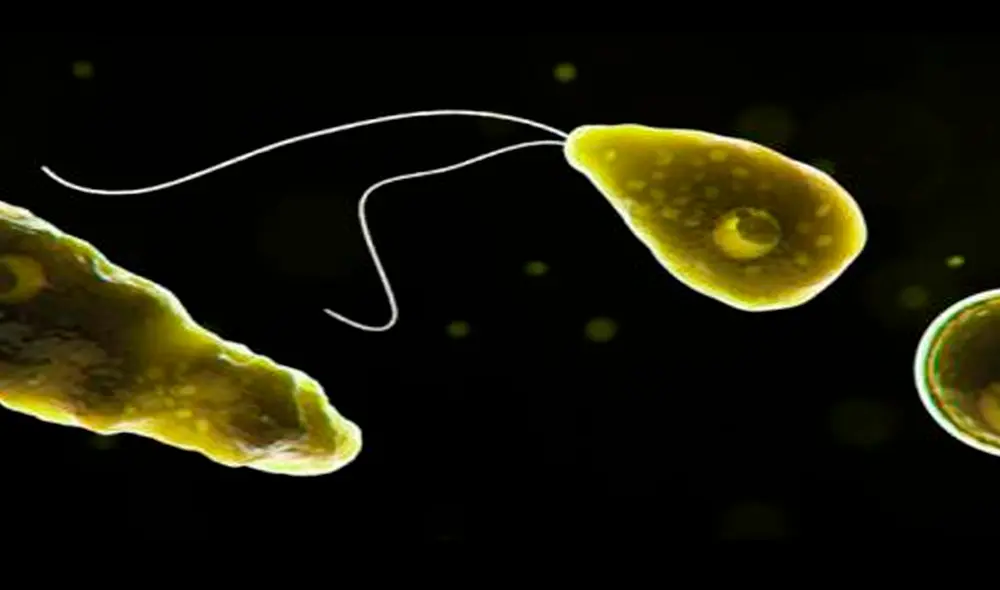 Los funcionarios de la ciudad en Lake Jackson dijeron que la fuente puede estar en el sistema de agua. Foto: Fermanuario Los funcionarios de la ciudad en Lake Jackson dijeron que la fuente puede estar en el sistema de agua. Foto: Fermanuario