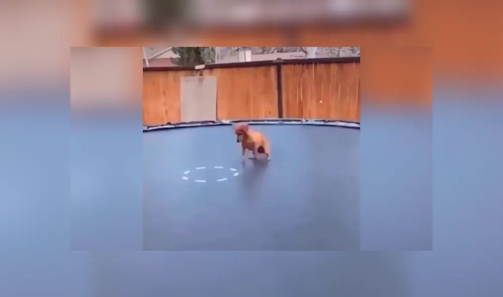 Desliza las imágenes hacia la izquierda para observar la emoción de un perro por jugar en un trampolín.