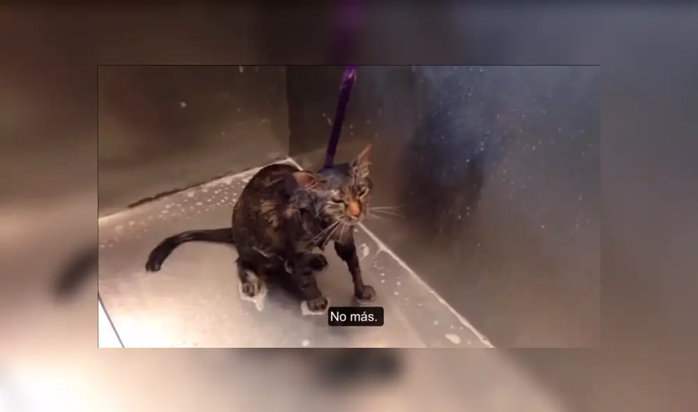 YouTube viral: Gato pide a su dueña que no lo bañe más [VIDEO] 