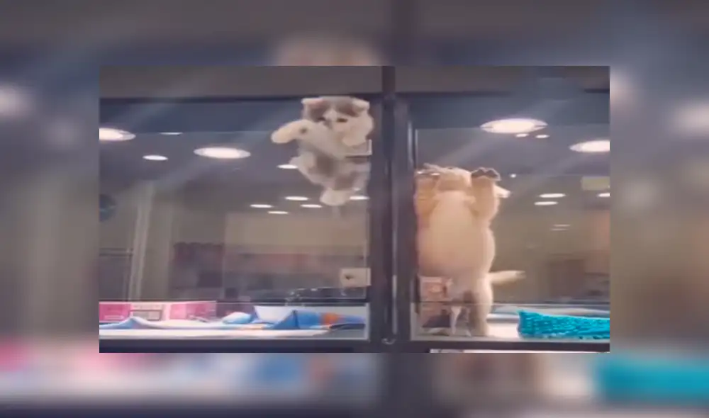 Facebook viral: Gatito huye de jaula para reunirse con perro, que es su mejor amigo [VIDEO]