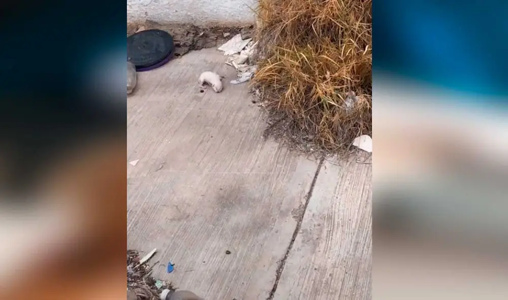 Desliza las imágenes para ver el gran cambio que experimentó este minino luego de ser adoptado por una solidaria joven. Foto: Captura de TikTok/dorismi18