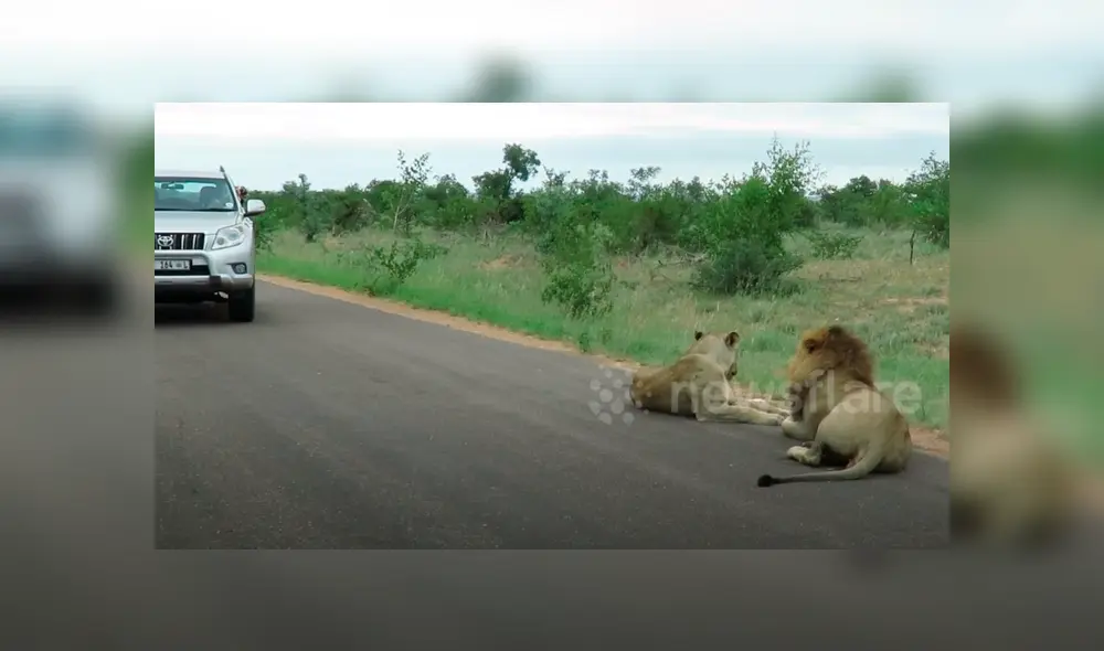 En YouTube se viralizó la reacción de león con turista que hacían safari.