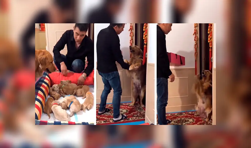 Facebook viral: perrita sufre y ruega a su dueño que no le quite a sus crías [VIDEO]  