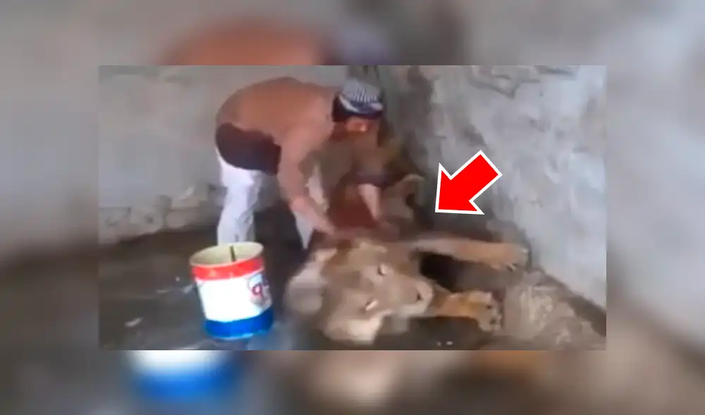 YouTube viral: Este león se dejó bañar cual pequeño gato por hombre que ingresó a su jaula [VIDEO] 
