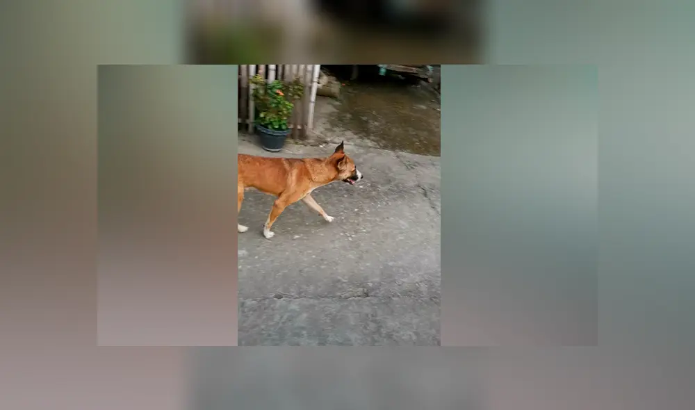 Desliza las imágenes para ver la increíble conducta que tuvo un perro para salir de casa. Fotocapturas: ViralHog/YouTube