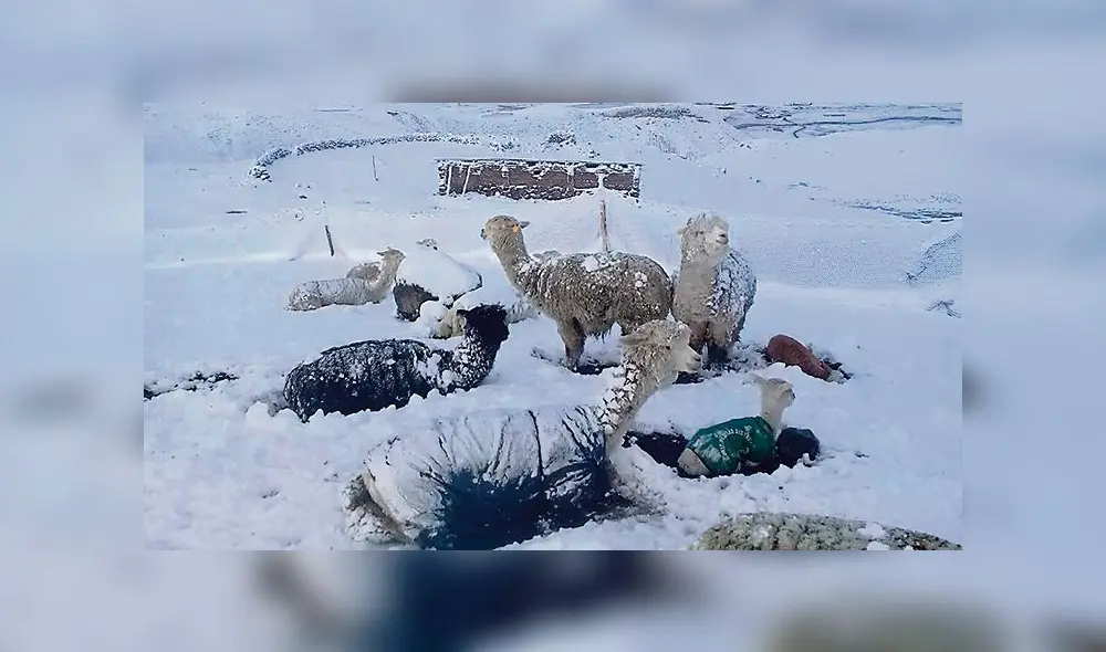Nevadas causan muerte de camélidos y bloqueo de vías en regiones del sur [VIDEO]