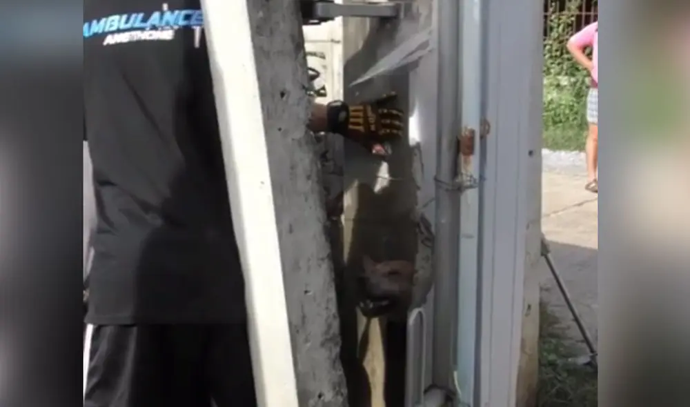 El can trataba de ingresar a la casa de una mujer y ella se percató de su llanto al quedar atrapado. Foto: captura de Facebook