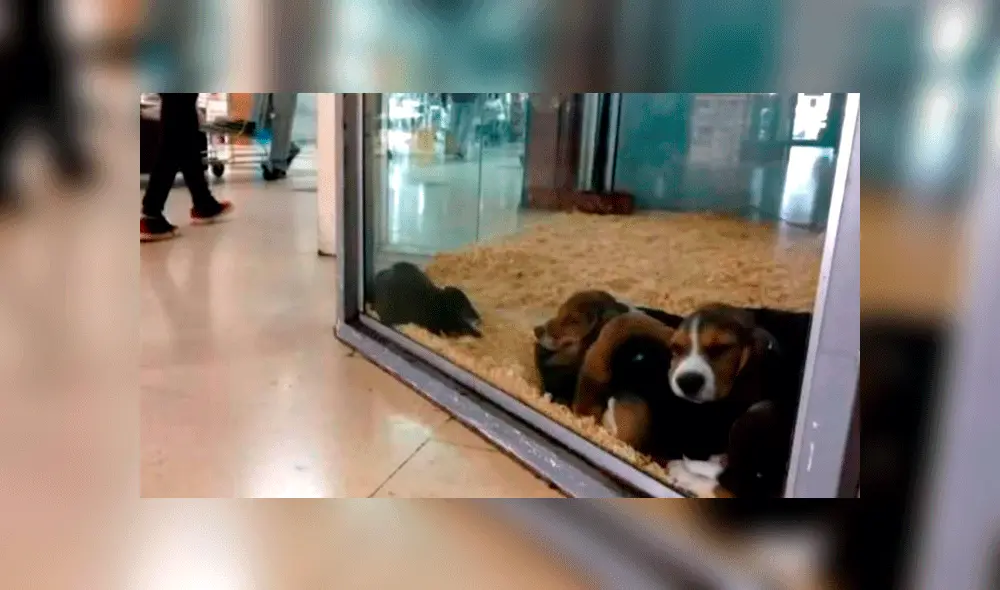 Vidrieras vivas Vidrieras vivas