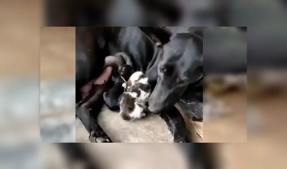 Video es viral en YouTube. El can se percató del indefenso animal y lo llevó hasta su refugio para alimentarlo junto a otro gato y su cachorro recién nacido Video es viral en YouTube. El can se percató del indefenso animal y lo llevó hasta su refugio para alimentarlo junto a otro gato y su cachorro recién nacido