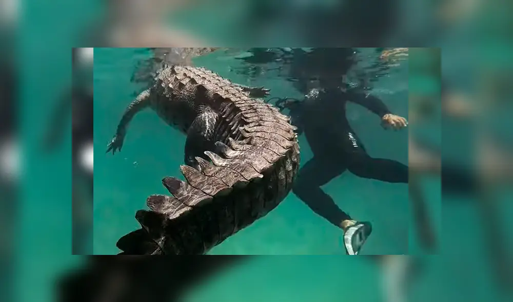 El hombre se acercó peligrosamente al reptil y sacó rápidamente su cámara para sacarle fotografía de cerca. El desenlace ha sorprendido a todos El hombre se acercó peligrosamente al reptil y sacó rápidamente su cámara para sacarle fotografía de cerca. El desenlace ha sorprendido a todos