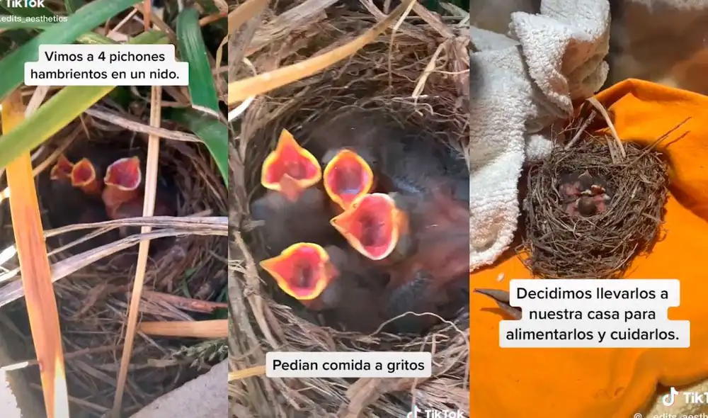 Desliza las imágenes para conocer un poco más sobre estas pequeñas aves que fueron rescatadas cuando más ayuda requerían. Foto: captura de TikTok/ edits_aesthetics