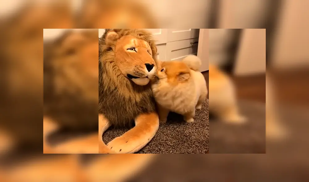 En Facebook, un perro tuvo una inesperada reacción al percatarse de la presencia de un peluche de león.