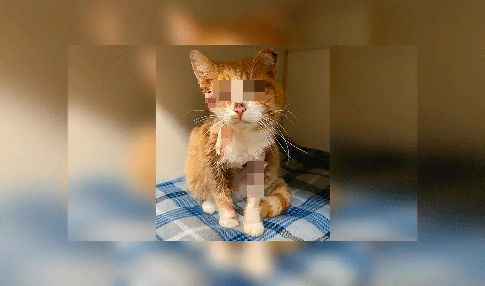 Gato sobrevivió cerca de una semana tras recibir flechazo en su cabeza