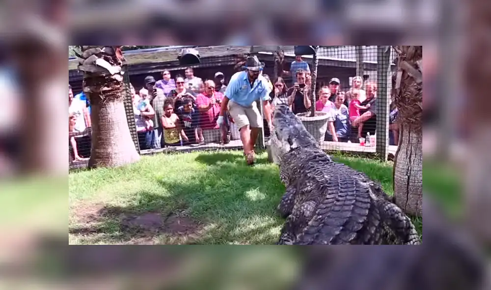 Cuidador ingresa a recinto de gigantesco cocodrilo. Cuidador ingresa a recinto de gigantesco cocodrilo.